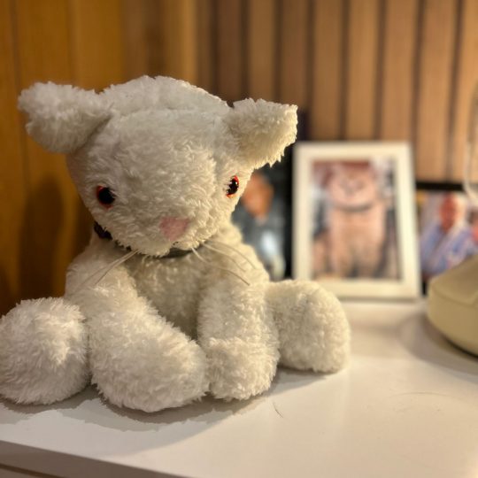 Forever Cat – Soft Memorial with Hidden Ashes Pouch